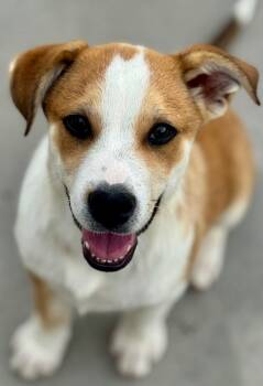 Cluj-Napoca -  Australian Cattle Dog Blue Heeler and Labrador Retriever Dog for Adoption in Fort Lupton, Colorado - Cluj-Napoca | PetCurious