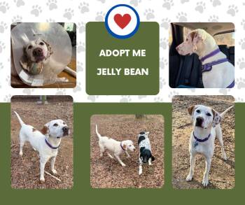 English Pointer Dogs Available for Adoption in Bridgeton, New Jersey - Jelly Bean (NC) | PetCurious