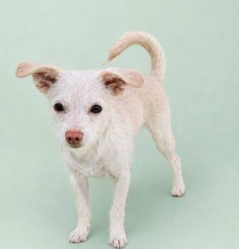 Paisley -  Jack Russell Terrier and Chihuahua Dog for Adoption in Palo Alto, California - Paisley | PetCurious