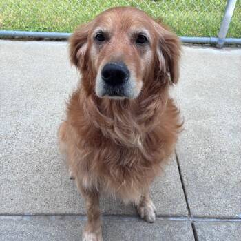 Scarlett -  Golden Retriever and Labrador Retriever Dog for Adoption in Dixon, Illinois - Scarlett | PetCurious