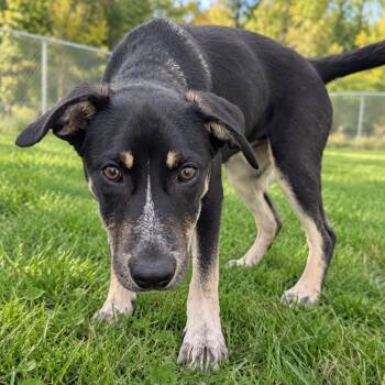 Goose -  Labrador Retriever and Mixed Breed Dog for Adoption in Tomah, Wisconsin - Goose | PetCurious