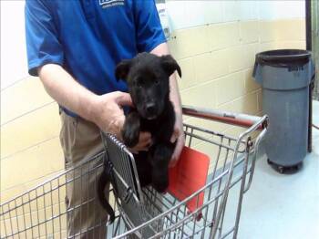 German Shepherd Dog and Mixed Breed Dogs Available for Adoption in Tulsa, Oklahoma - CAR | PetCurious