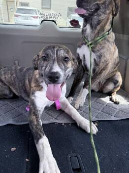 Mixed Breed Dogs Available for Adoption - Ham | PetCurious