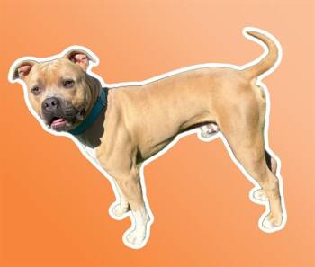 American Staffordshire Terrier and Mixed Breed Dogs Available for Adoption in Sarasota, Florida - DUKE | PetCurious