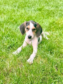 Gigi -  Beagle and Foxhound Dog for Adoption in Roxbury Township, New Jersey - Gigi | PetCurious