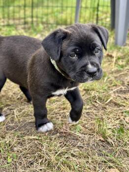 Finnick -  Collie and Retriever Dog for Adoption in Skyline, Minnesota - Finnick | PetCurious