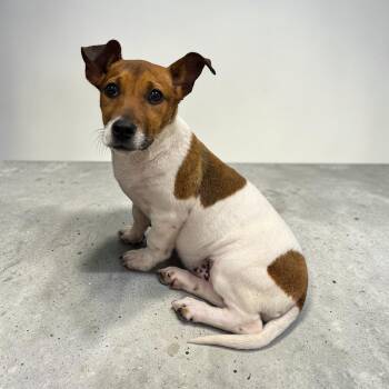 Jack Russell Terrier Dogs Available for Adoption - Pippy | PetCurious