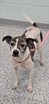 Tinkerbell -  Terrier Dog for Adoption in Athens, Tennessee - Tinkerbell | PetCurious