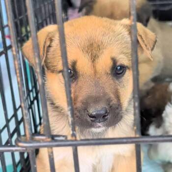 Mixed Breed Dogs Available for Adoption - Bashful | PetCurious