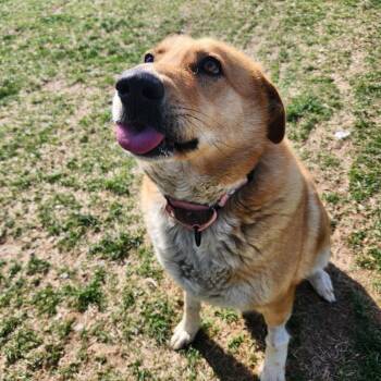 Mixed Breed Dogs Available for Adoption - Petra | PetCurious