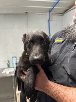 Shepherd Dogs Available for Adoption - Eve (Green Candy Collar) | PetCurious