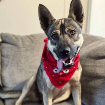 Rescue German Shepherd Dog and Mixed Breed Dogs for Adoption in Enterprise, Alabama - Sadie | PetCurious