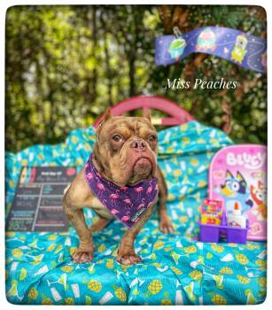 Miss Peaches -  American Bully Dog for Adoption in Sebring, Florida - Miss Peaches | PetCurious
