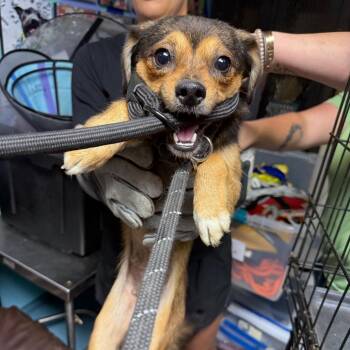 Pamela_14 -  Mixed Breed Dog for Adoption in Savannah, Georgia - Pamela_14 | PetCurious