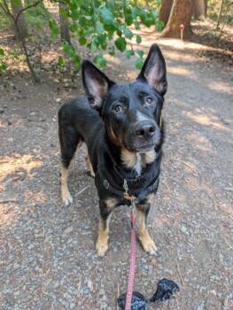 Yogi -  German Shepherd Dog Dog for Adoption in Vancouver, Washington - Yogi | PetCurious