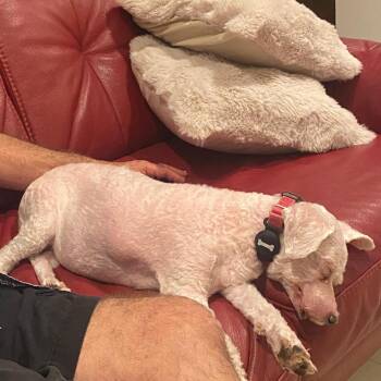 Bichon Frise Dogs Available for Adoption in Miami, Florida - Luli | PetCurious