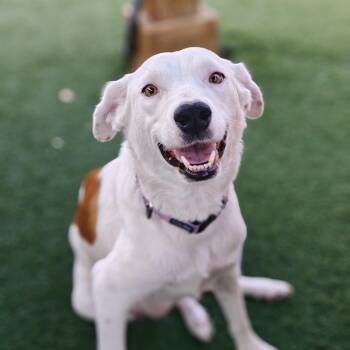 Terrier and Spaniel Dogs Available for Adoption in Palm Harbor, Florida - Yogurt | PetCurious