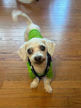 Miniature Poodle Dogs Available for Adoption in Norfolk, Virginia - Chester | PetCurious