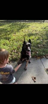 Rescue German Shepherd Dog and Belgian Shepherd Malinois Dogs for Adoption in Oviedo, Florida - Adonis | PetCurious