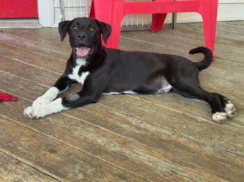 Norman -  Labrador Retriever and Hound Dog for Adoption in Malvern, Pennsylvania - Norman | PetCurious