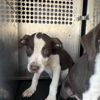 Kayson -  Pit Bull Terrier Dog for Adoption in Birmingham, Alabama - Kayson | PetCurious