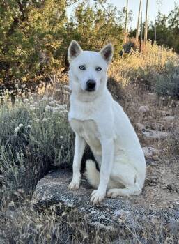 Husky Dogs Available for Adoption in Naperville, Illinois - Mr Frosty | PetCurious