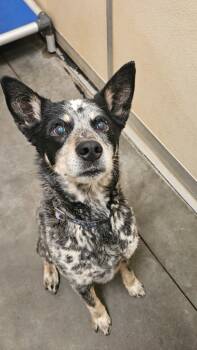 Johnny Ringo Blue -  Australian Cattle Dog Blue Heeler Dog for Adoption in Green River, Wyoming - Johnny Ringo Blue | PetCurious