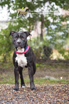 Rescue American Staffordshire Terrier and Mixed Breed Dogs for Adoption in North Charleston, South Carolina - 88801a Cowabunga | PetCurious