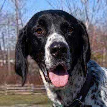 Mr. Forever Carson -  German Shorthaired Pointer Dog for Adoption in Ridgefield, Washington - Mr. Forever Carson | PetCurious