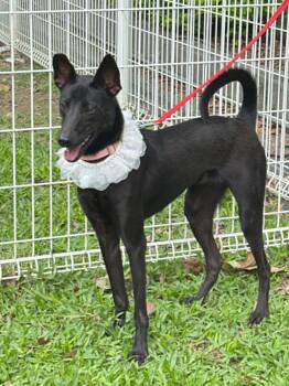 Karina -  Labrador Retriever and Shepherd Dog for Adoption in San Mateo, California - Karina | PetCurious