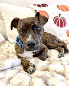 Indie -  Australian Shepherd Dog for Adoption in New York, New York - Indie | PetCurious