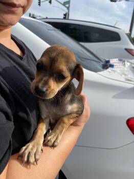 Rescue Chihuahua and Mixed Breed Dogs for Adoption in Stockton, California - A366990 | PetCurious
