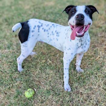 Domino -  Australian Cattle Dog Blue Heeler Dog for Adoption in Gainesville, Texas - Domino | PetCurious