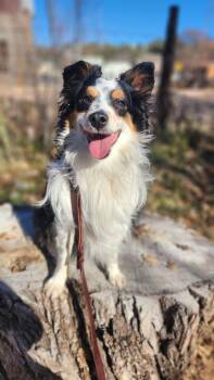 Australian Shepherd Dogs Available for Adoption - Badger | PetCurious