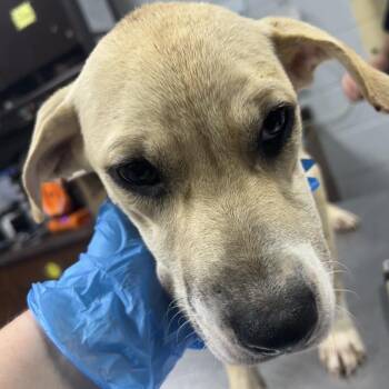 Tisha -  Mixed Breed Dog for Adoption in Summerville, South Carolina - Tisha | PetCurious