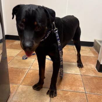 FWT Booger -  Rottweiler Dog for Adoption in Midland, Texas - FWT Booger | PetCurious