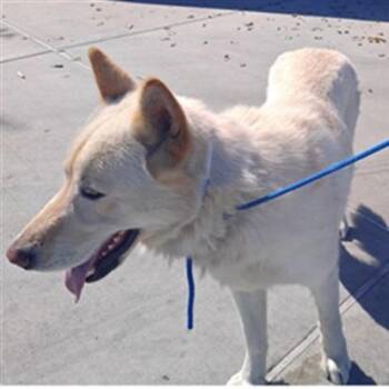 IVHS-A-140218 -  German Shepherd Dog Dog for Adoption in San Gabriel, California - IVHS-A-140218 | PetCurious