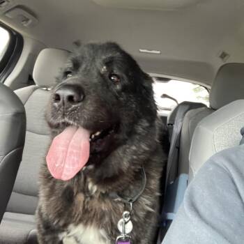 Shepherd Dogs Available for Adoption - June Bug | PetCurious