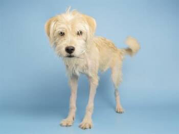 JAIME -  Cairn Terrier and Mixed Breed Dog for Adoption in Phoenix, Arizona - JAIME | PetCurious