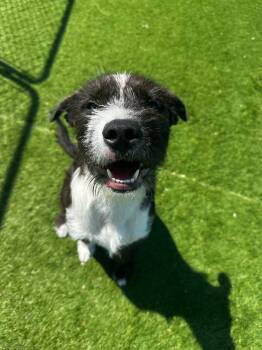 Terrier and Mixed Breed Dogs Available for Adoption in Cedar Rapids, Iowa - Chunk | PetCurious