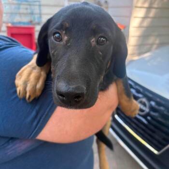 Wally -  Australian Shepherd and Cardigan Welsh Corgi Dog for Adoption in Hackett, Arkansas - Wally | PetCurious