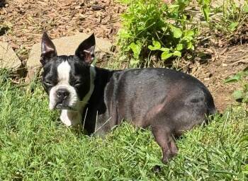 Bandit in KS -  Boston Terrier Dog for Adoption - Bandit In KS | PetCurious