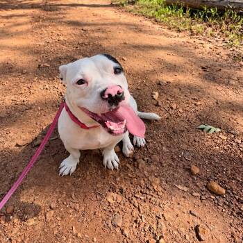 REN -  American Bulldog Dog for Adoption in Queen City, Texas - REN | PetCurious