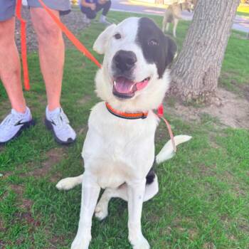 723 (2026)  Prince -  Collie Dog for Adoption in Parker, Colorado - 723 (2026)  Prince | PetCurious
