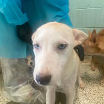ICE 6239 -  Husky and Mixed Breed Dog for Adoption in Loxahatchee Groves, Florida - ICE 6239 | PetCurious
