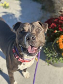 Murphy -  Pit Bull Terrier Dog for Adoption in Cleveland, Ohio - Murphy | PetCurious