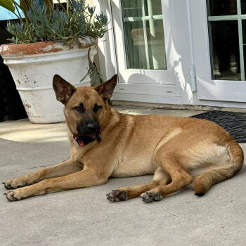 Rescue Dutch Shepherd Dogs for Adoption in San Juan Capistrano, California - Clever | PetCurious