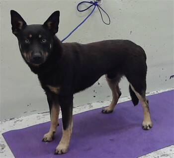 German Shepherd Dog and Mixed Breed Dogs Available for Adoption in Houston, Texas - VITO | PetCurious