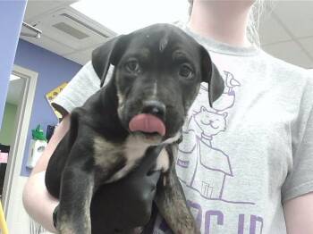 RAV 4 -  Boxer and Mixed Breed Dog for Adoption in Omaha, Nebraska - RAV 4 | PetCurious
