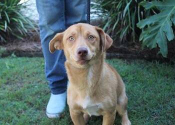 Popsicle -  Labrador Retriever and Basset Hound Dog for Adoption in Brunswick, Georgia - Popsicle | PetCurious